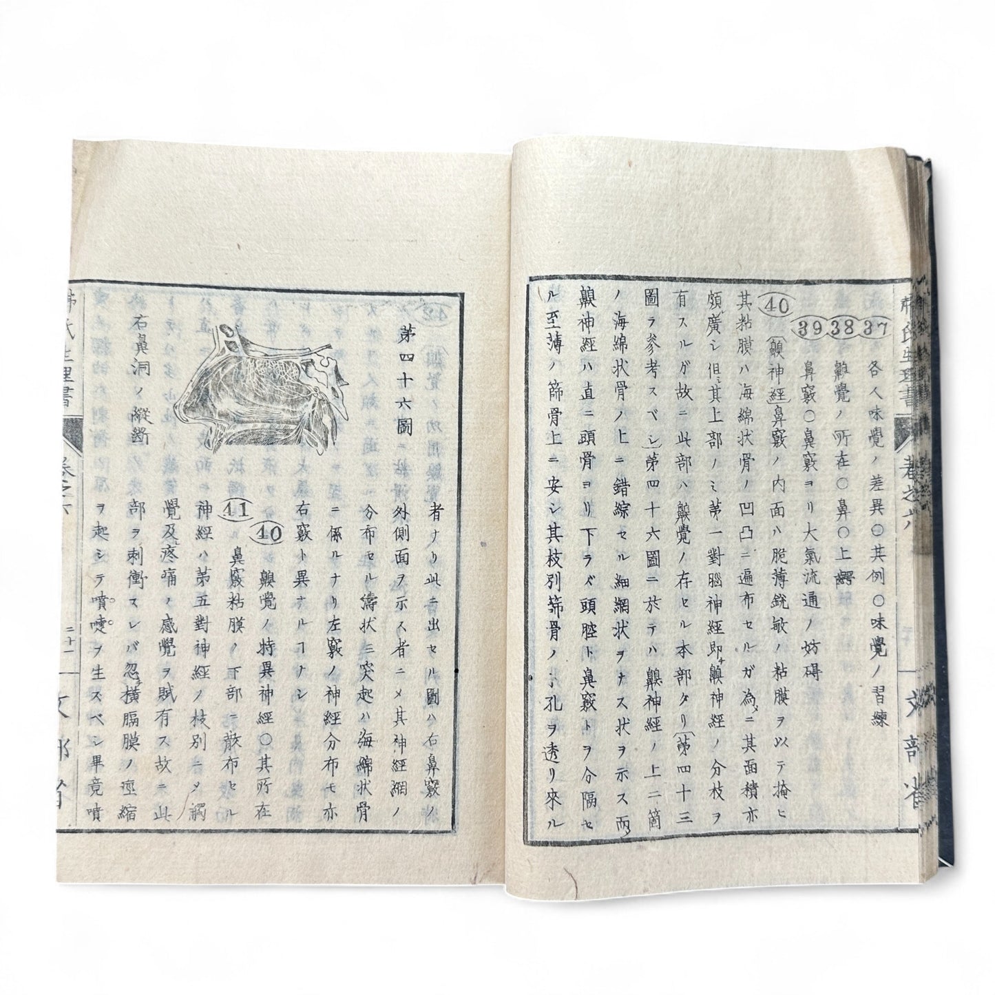 弗氏生理書表 第六巻 – Meiji-Era Japanese Physiology Book – Human Anatomy Woodblock Illustrations-B57