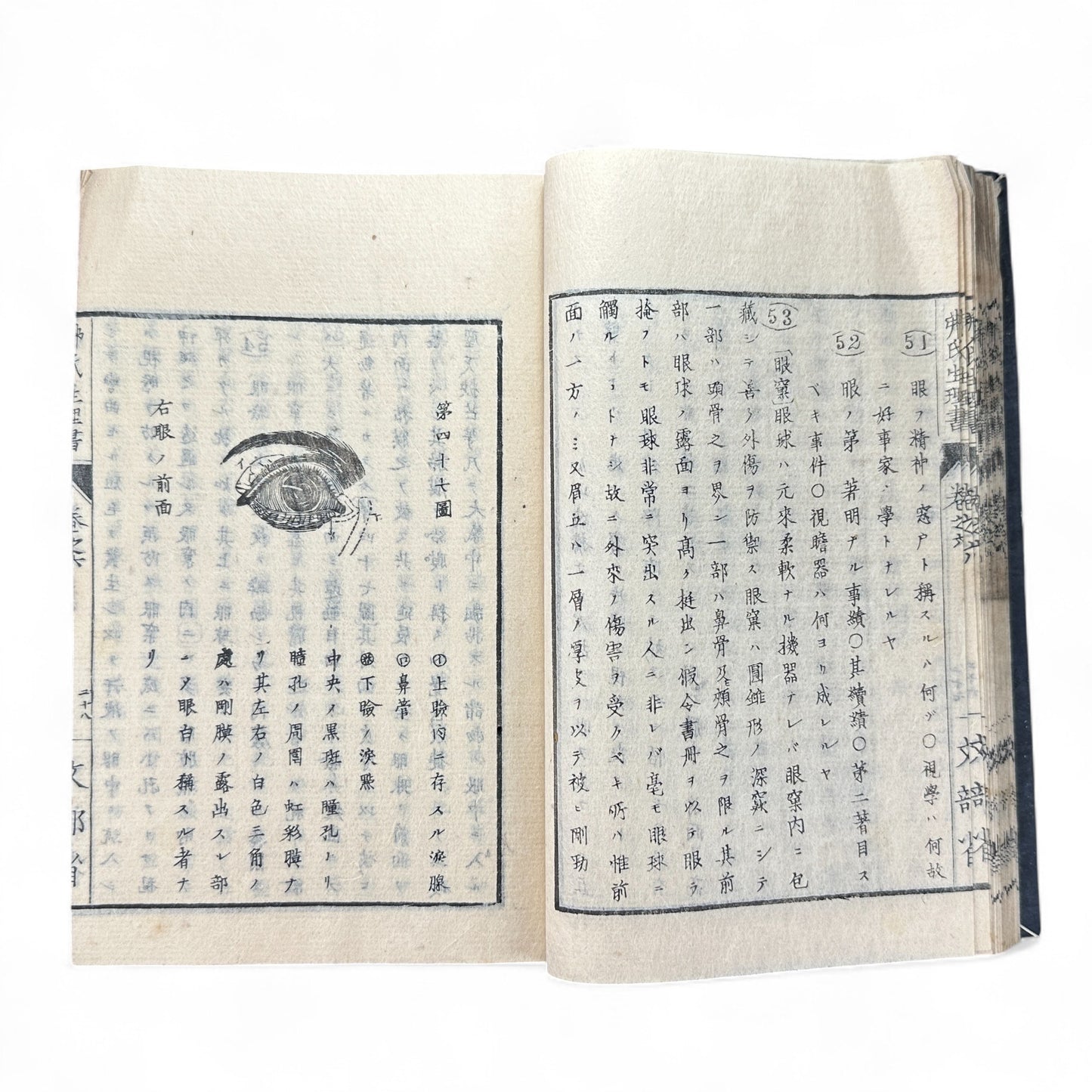 弗氏生理書表 第六巻 – Meiji-Era Japanese Physiology Book – Human Anatomy Woodblock Illustrations-B57