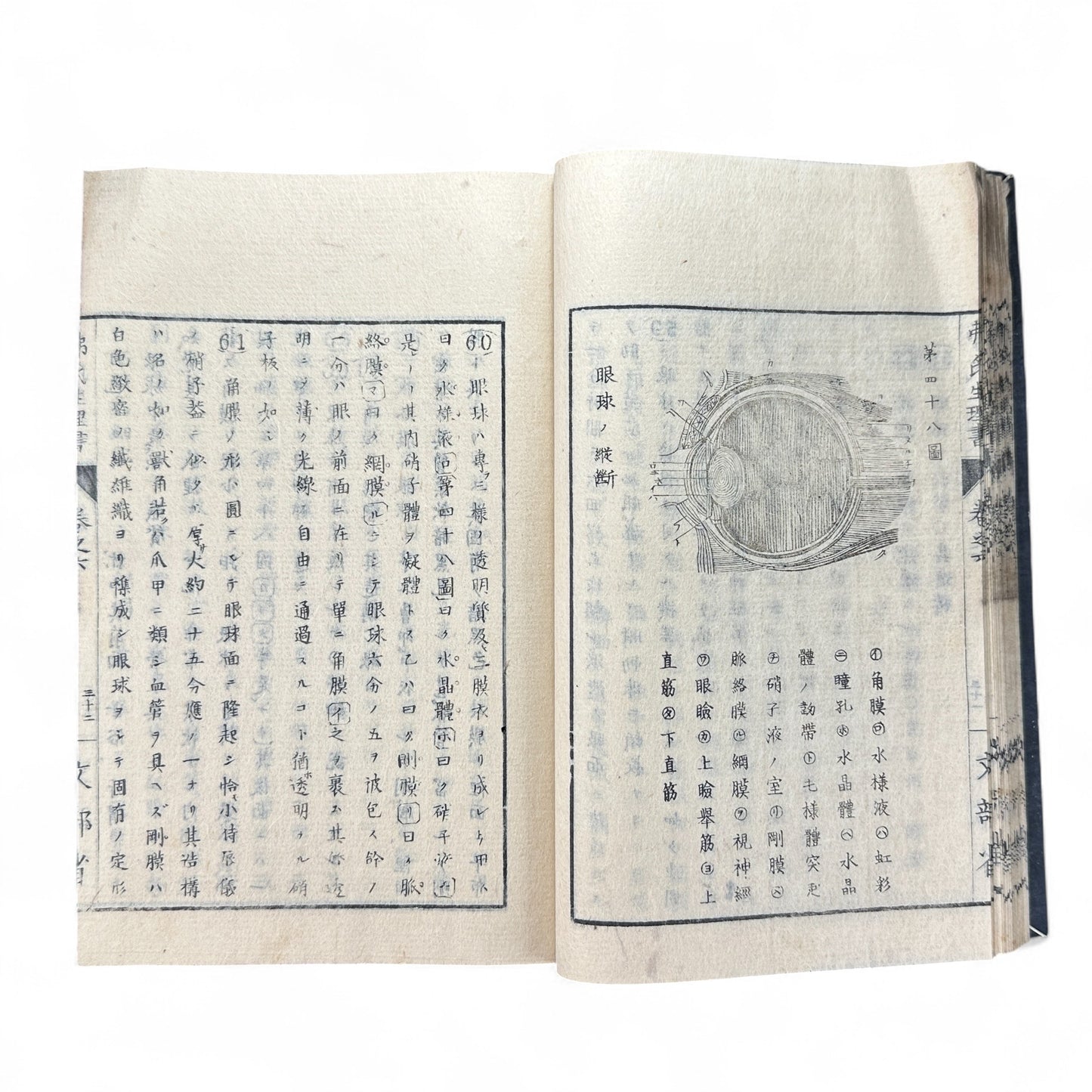 弗氏生理書表 第六巻 – Meiji-Era Japanese Physiology Book – Human Anatomy Woodblock Illustrations-B57