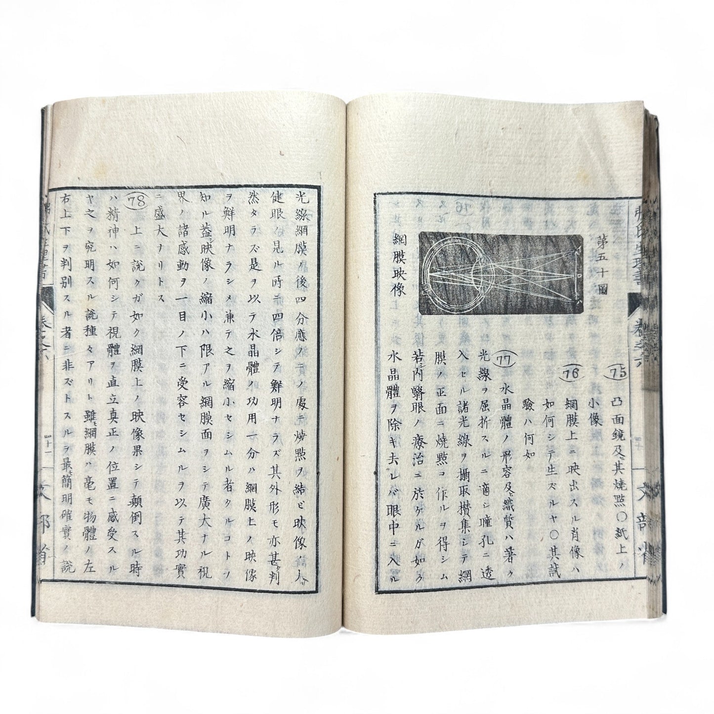 弗氏生理書表 第六巻 – Meiji-Era Japanese Physiology Book – Human Anatomy Woodblock Illustrations-B57