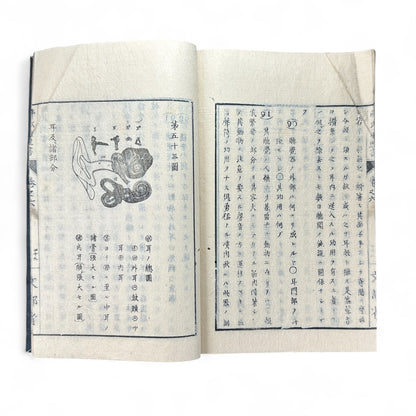 弗氏生理書表 第六巻 – Meiji-Era Japanese Physiology Book – Human Anatomy Woodblock Illustrations-B57