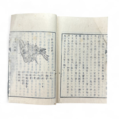 弗氏生理書表 第六巻 – Meiji-Era Japanese Physiology Book – Human Anatomy Woodblock Illustrations-B57
