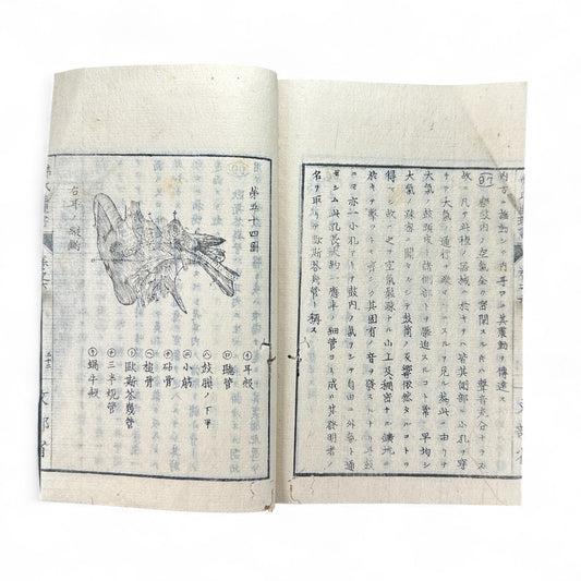 弗氏生理書表 第六巻 – Meiji-Era Japanese Physiology Book – Human Anatomy Woodblock Illustrations-B57