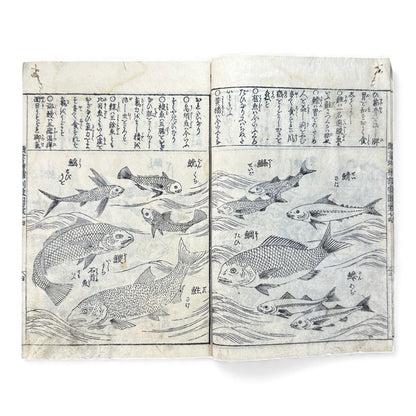 訓蒙図彙大成｜Edo Multi-Volume Illustrated Natural History Encyclopedia｜Rare Japanese Woodblock Book 和本 - B122
