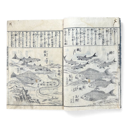 訓蒙図彙大成｜Edo Multi-Volume Illustrated Natural History Encyclopedia｜Rare Japanese Woodblock Book 和本 - B122
