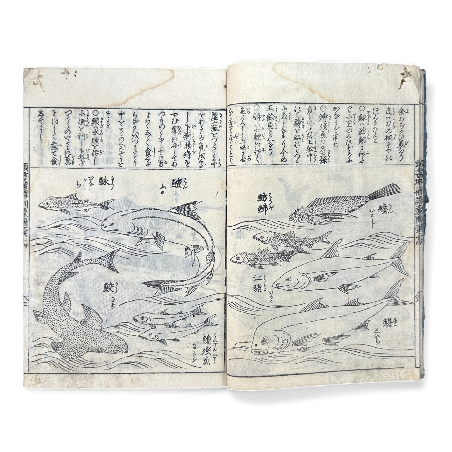 訓蒙図彙大成｜Edo Multi-Volume Illustrated Natural History Encyclopedia｜Rare Japanese Woodblock Book 和本 - B122
