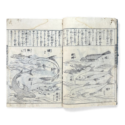 訓蒙図彙大成｜Edo Multi-Volume Illustrated Natural History Encyclopedia｜Rare Japanese Woodblock Book 和本 - B122