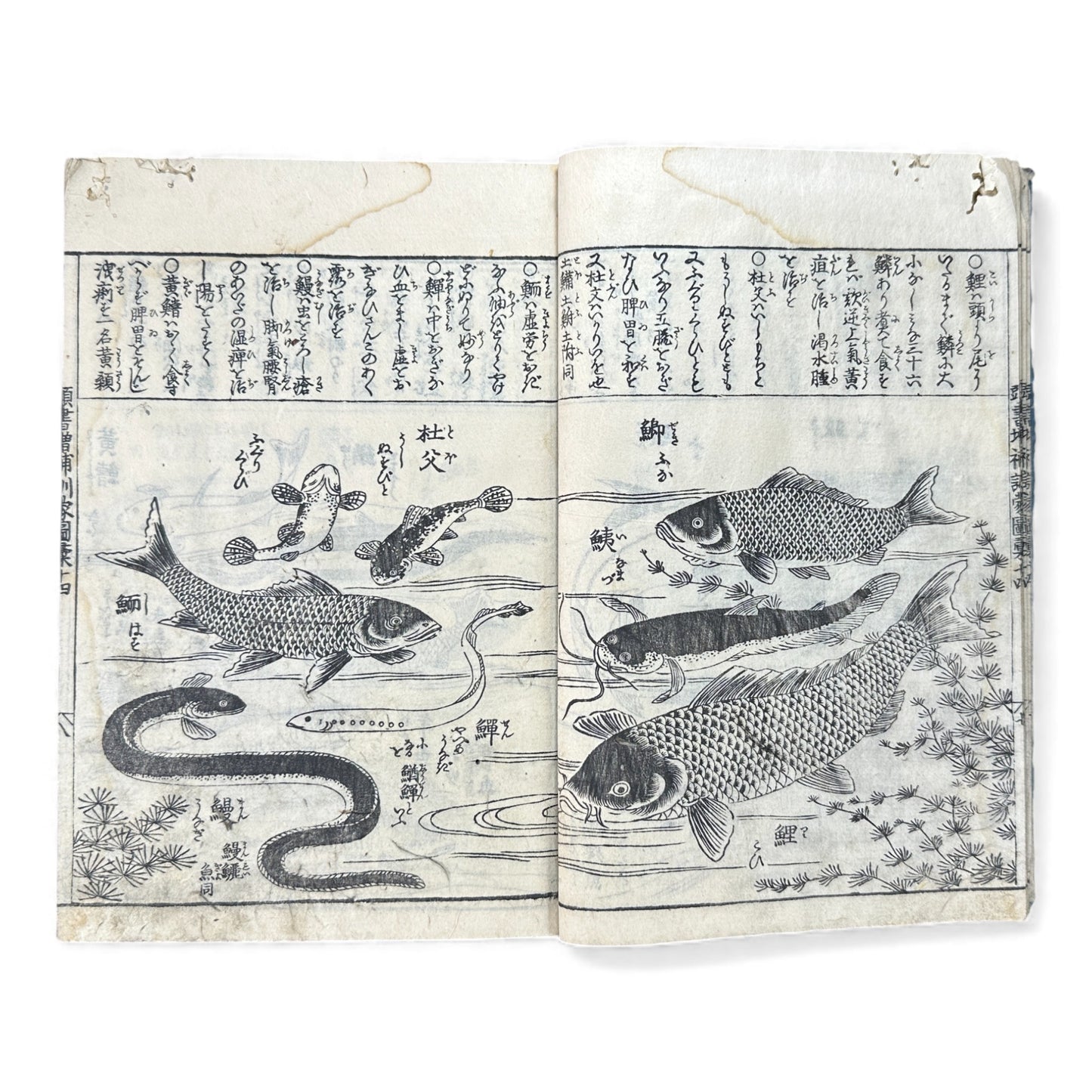 訓蒙図彙大成｜Edo Multi-Volume Illustrated Natural History Encyclopedia｜Rare Japanese Woodblock Book 和本 - B122