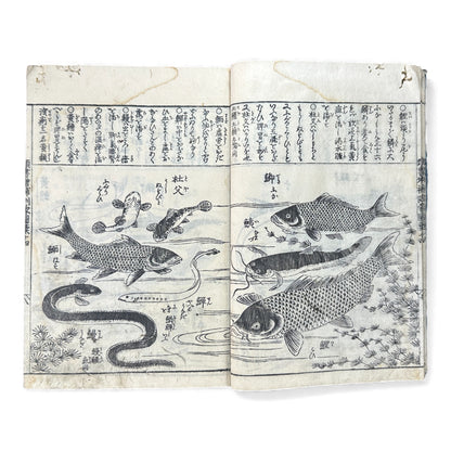 訓蒙図彙大成｜Edo Multi-Volume Illustrated Natural History Encyclopedia｜Rare Japanese Woodblock Book 和本 - B122
