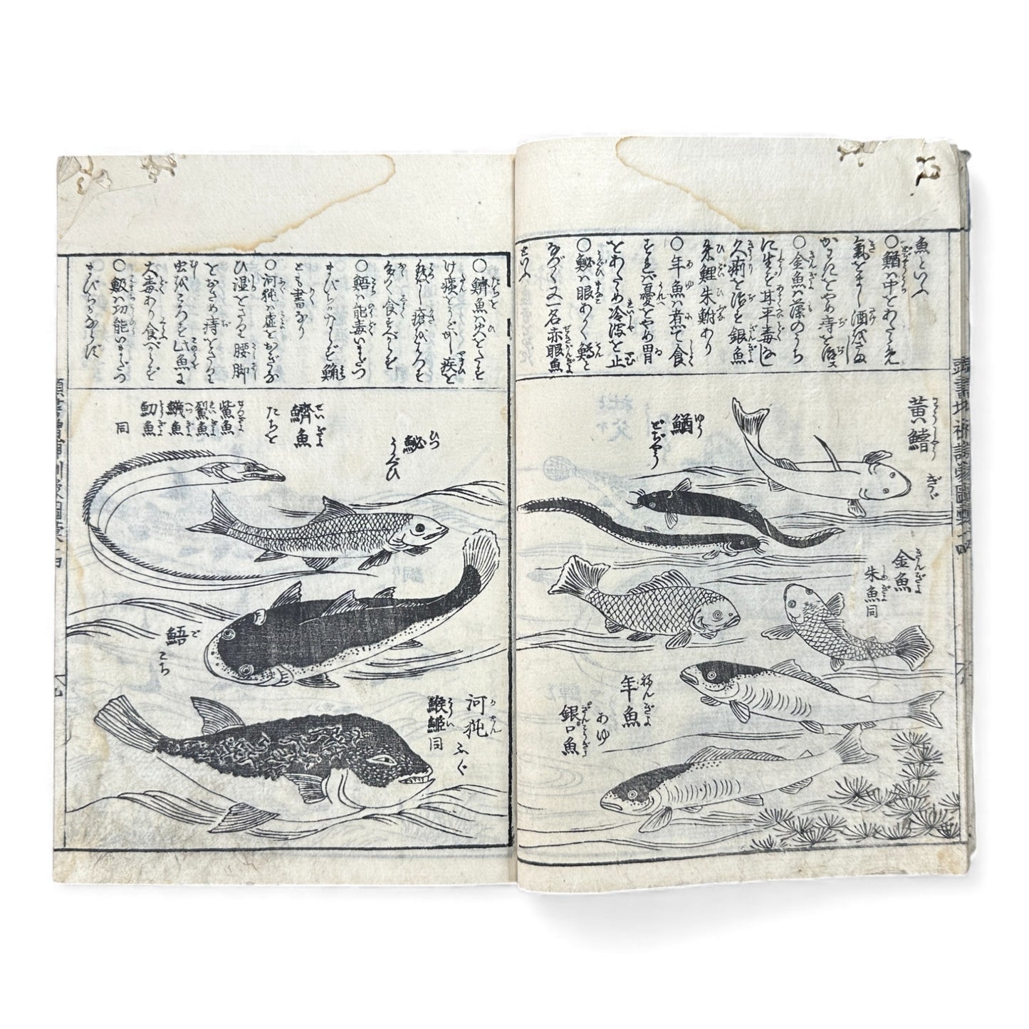 訓蒙図彙大成｜Edo Multi-Volume Illustrated Natural History Encyclopedia｜Rare Japanese Woodblock Book 和本 - B122