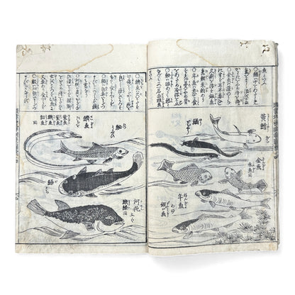 訓蒙図彙大成｜Edo Multi-Volume Illustrated Natural History Encyclopedia｜Rare Japanese Woodblock Book 和本 - B122