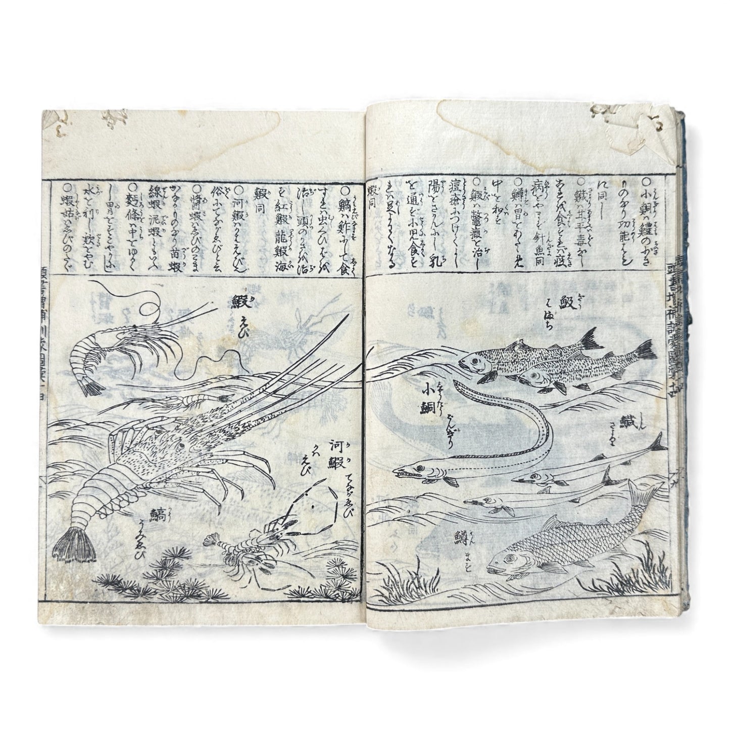 訓蒙図彙大成｜Edo Multi-Volume Illustrated Natural History Encyclopedia｜Rare Japanese Woodblock Book 和本 - B122
