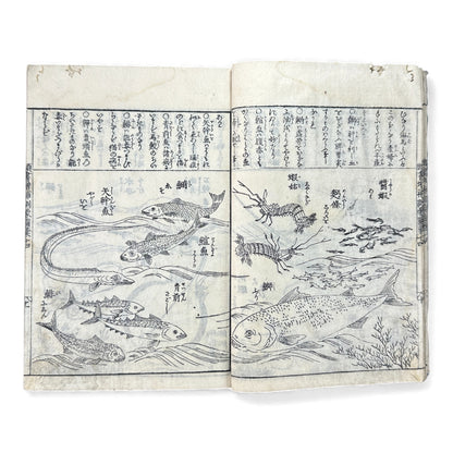 訓蒙図彙大成｜Edo Multi-Volume Illustrated Natural History Encyclopedia｜Rare Japanese Woodblock Book 和本 - B122