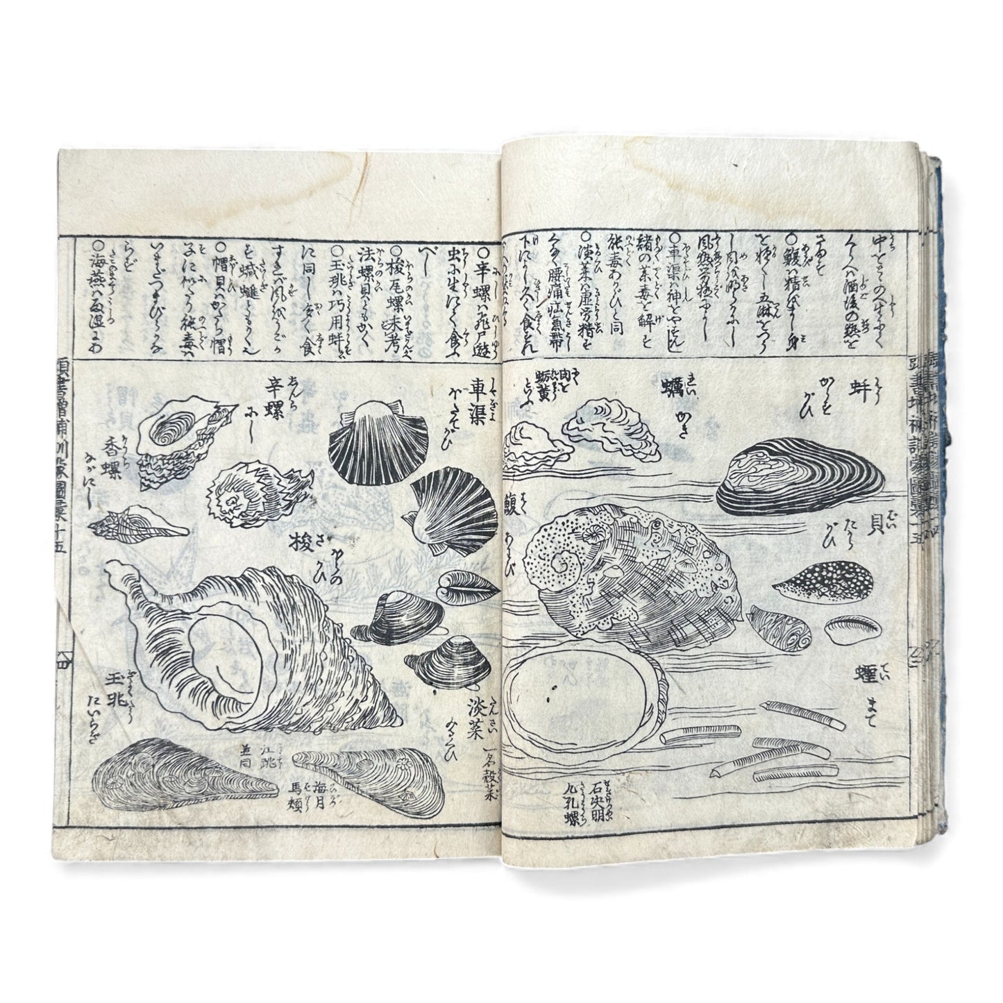訓蒙図彙大成｜Edo Multi-Volume Illustrated Natural History Encyclopedia｜Rare Japanese Woodblock Book 和本 - B122