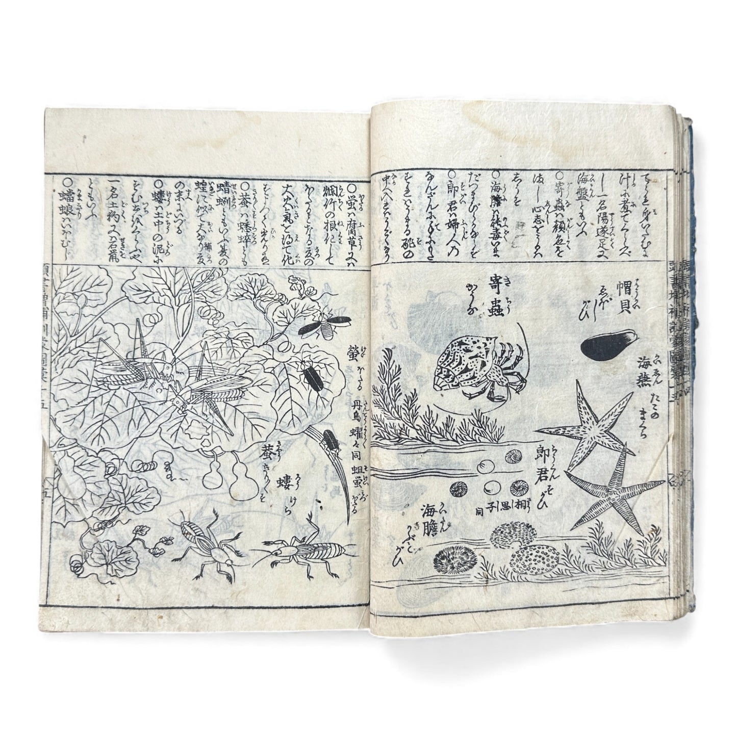 訓蒙図彙大成｜Edo Multi-Volume Illustrated Natural History Encyclopedia｜Rare Japanese Woodblock Book 和本 - B122