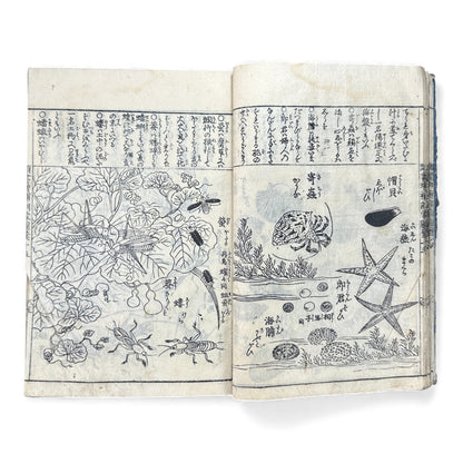 訓蒙図彙大成｜Edo Multi-Volume Illustrated Natural History Encyclopedia｜Rare Japanese Woodblock Book 和本 - B122