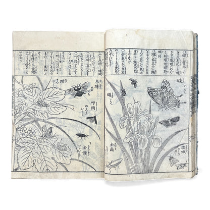 訓蒙図彙大成｜Edo Multi-Volume Illustrated Natural History Encyclopedia｜Rare Japanese Woodblock Book 和本 - B122
