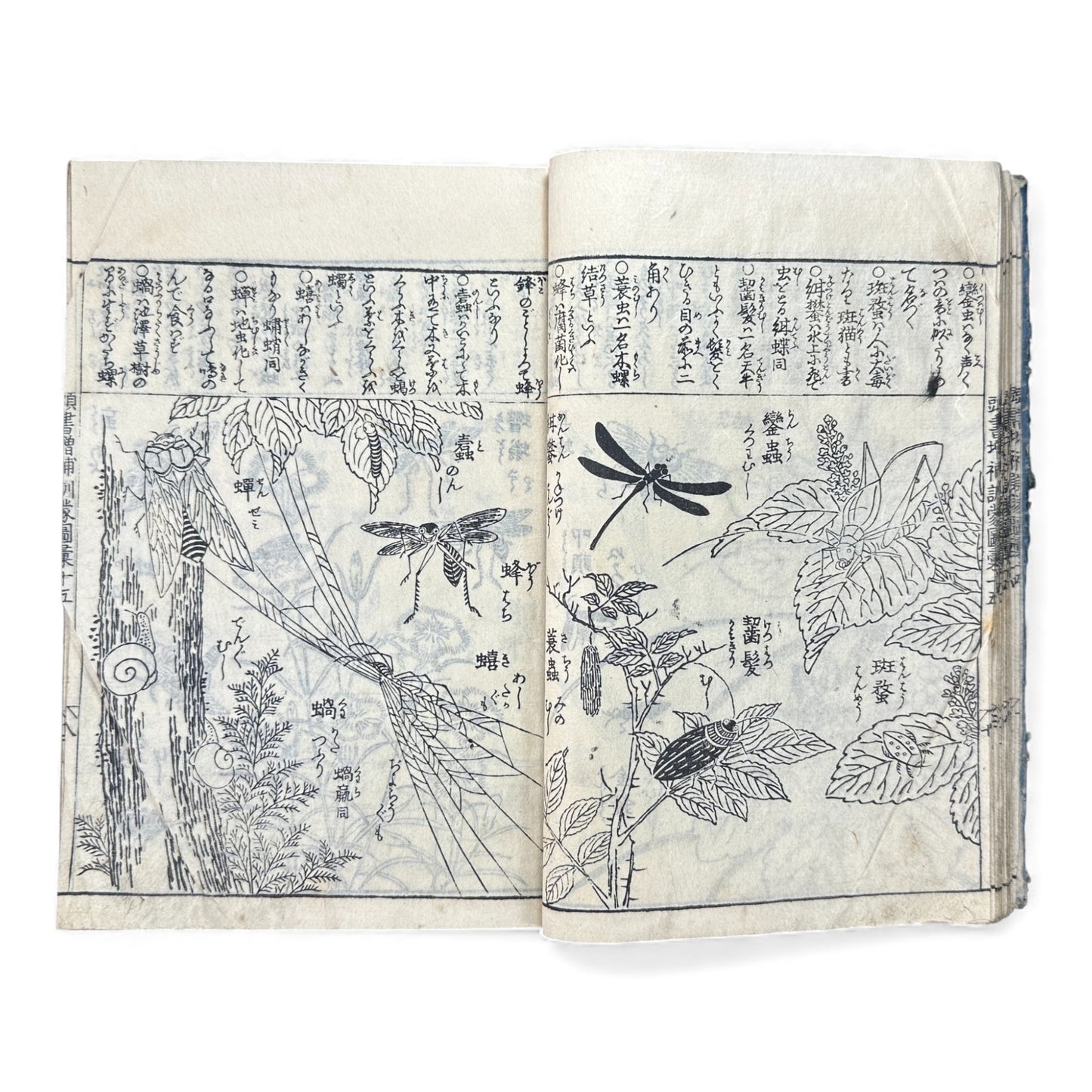 訓蒙図彙大成｜Edo Multi-Volume Illustrated Natural History Encyclopedia｜Rare Japanese Woodblock Book 和本 - B122