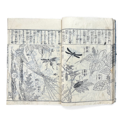 訓蒙図彙大成｜Edo Multi-Volume Illustrated Natural History Encyclopedia｜Rare Japanese Woodblock Book 和本 - B122