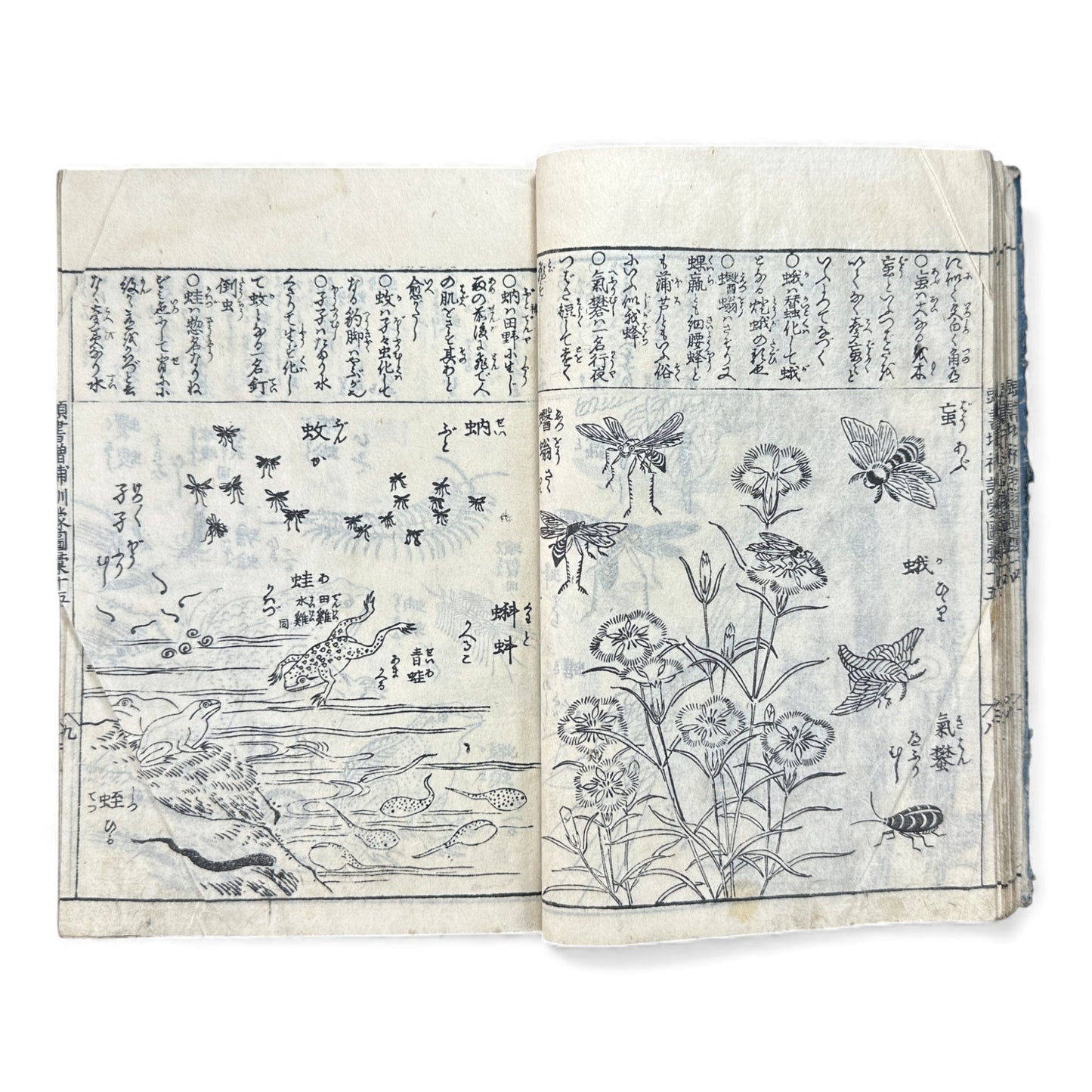 訓蒙図彙大成｜Edo Multi-Volume Illustrated Natural History Encyclopedia｜Rare Japanese Woodblock Book 和本 - B122