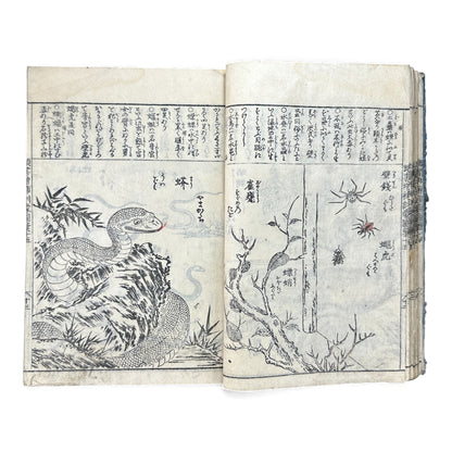 訓蒙図彙大成｜Edo Multi-Volume Illustrated Natural History Encyclopedia｜Rare Japanese Woodblock Book 和本 - B122