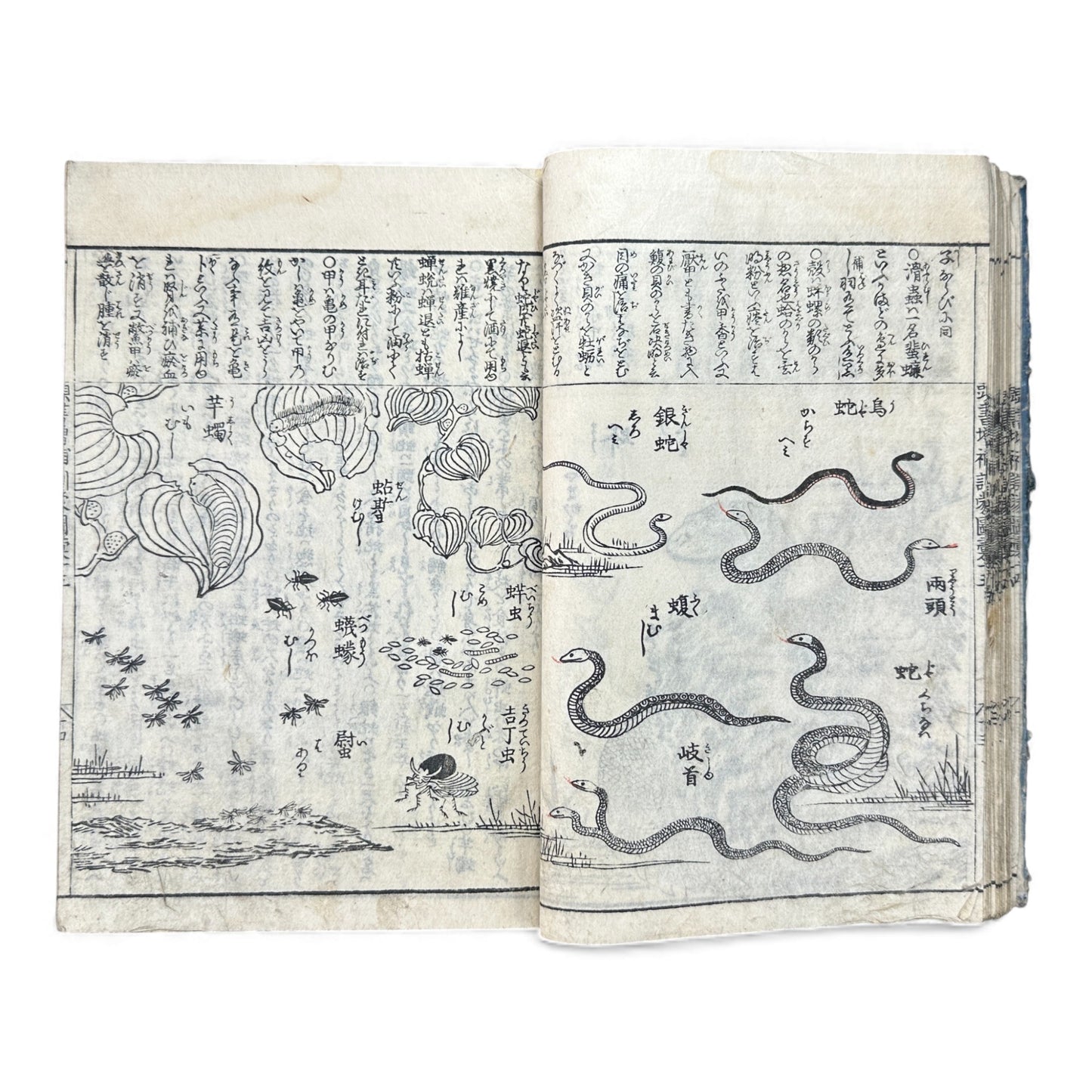 訓蒙図彙大成｜Edo Multi-Volume Illustrated Natural History Encyclopedia｜Rare Japanese Woodblock Book 和本 - B122