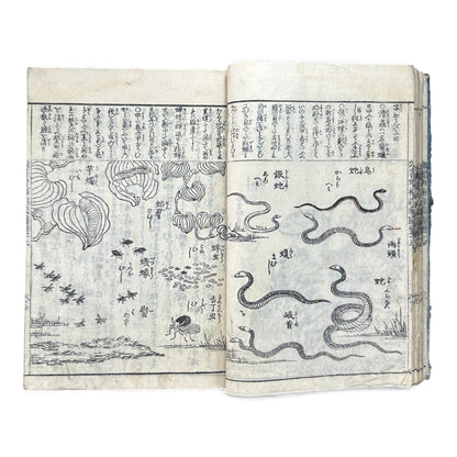 訓蒙図彙大成｜Edo Multi-Volume Illustrated Natural History Encyclopedia｜Rare Japanese Woodblock Book 和本 - B122