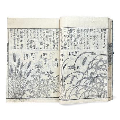 訓蒙図彙大成｜Edo Multi-Volume Illustrated Natural History Encyclopedia｜Rare Japanese Woodblock Book 和本 - B122