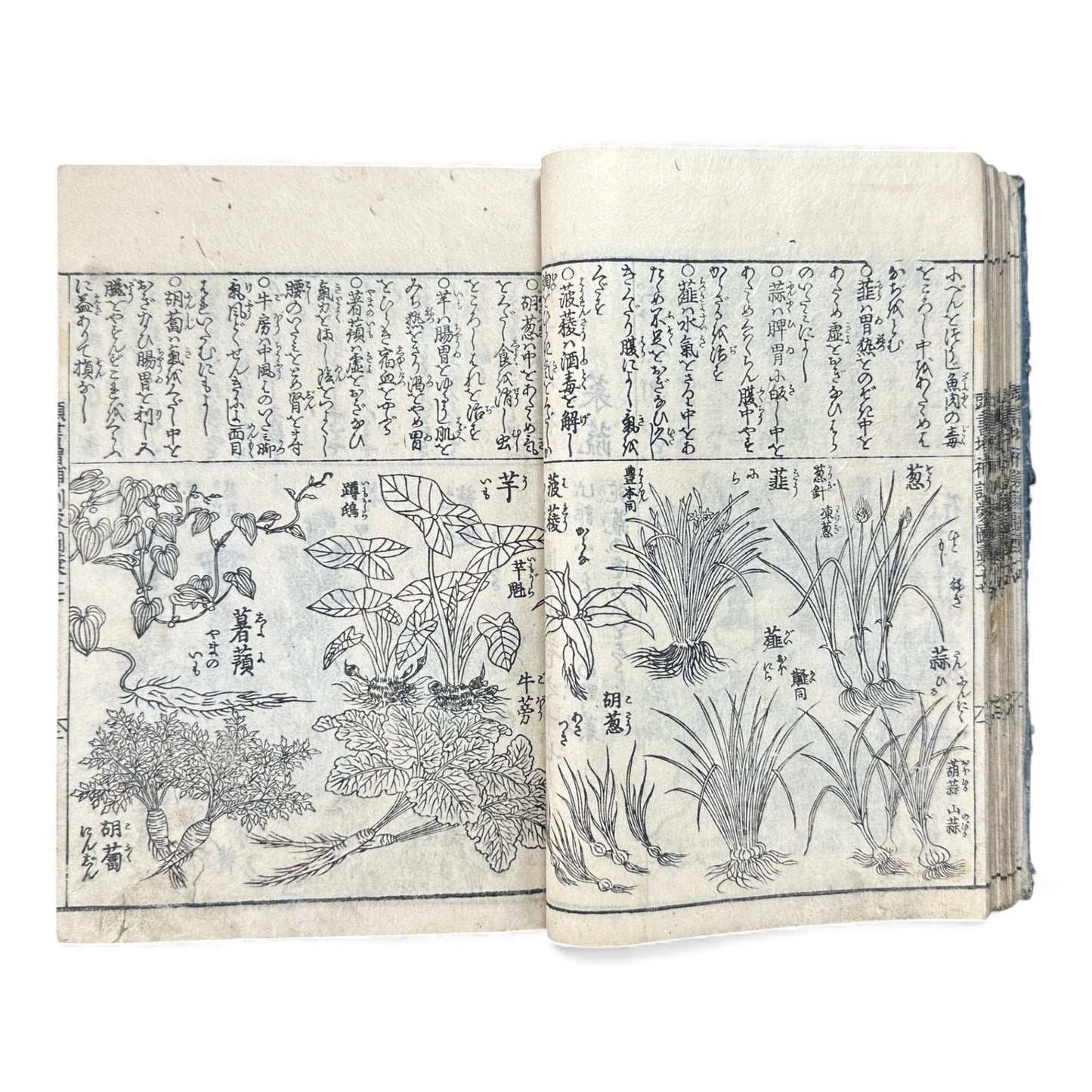 訓蒙図彙大成｜Edo Multi-Volume Illustrated Natural History Encyclopedia｜Rare Japanese Woodblock Book 和本 - B122