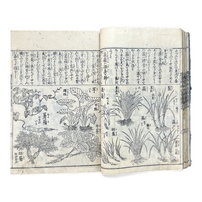 訓蒙図彙大成｜Edo Multi-Volume Illustrated Natural History Encyclopedia｜Rare Japanese Woodblock Book 和本 - B122