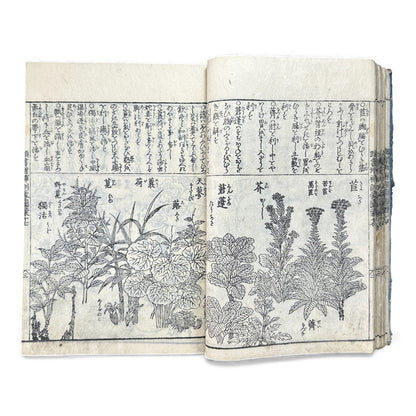 訓蒙図彙大成｜Edo Multi-Volume Illustrated Natural History Encyclopedia｜Rare Japanese Woodblock Book 和本 - B122