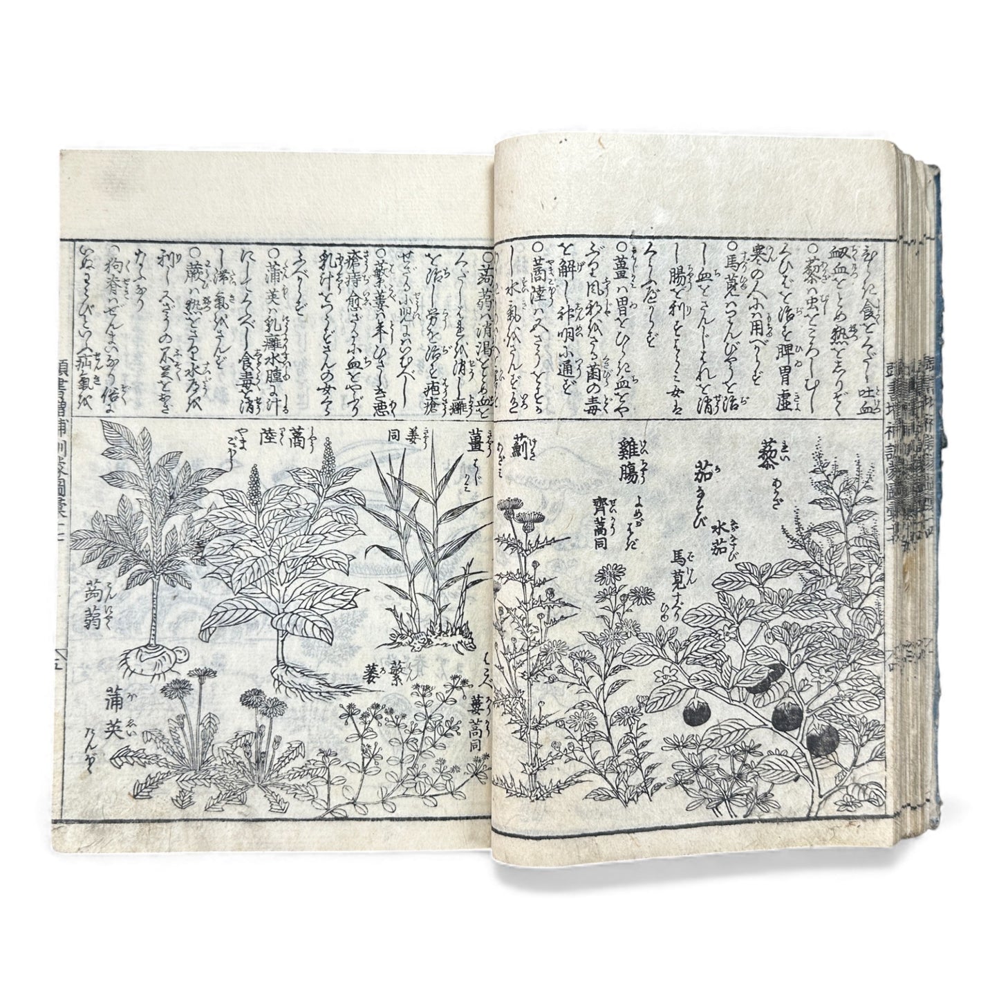 訓蒙図彙大成｜Edo Multi-Volume Illustrated Natural History Encyclopedia｜Rare Japanese Woodblock Book 和本 - B122