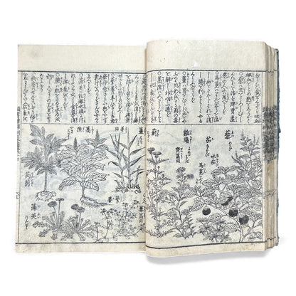 訓蒙図彙大成｜Edo Multi-Volume Illustrated Natural History Encyclopedia｜Rare Japanese Woodblock Book 和本 - B122