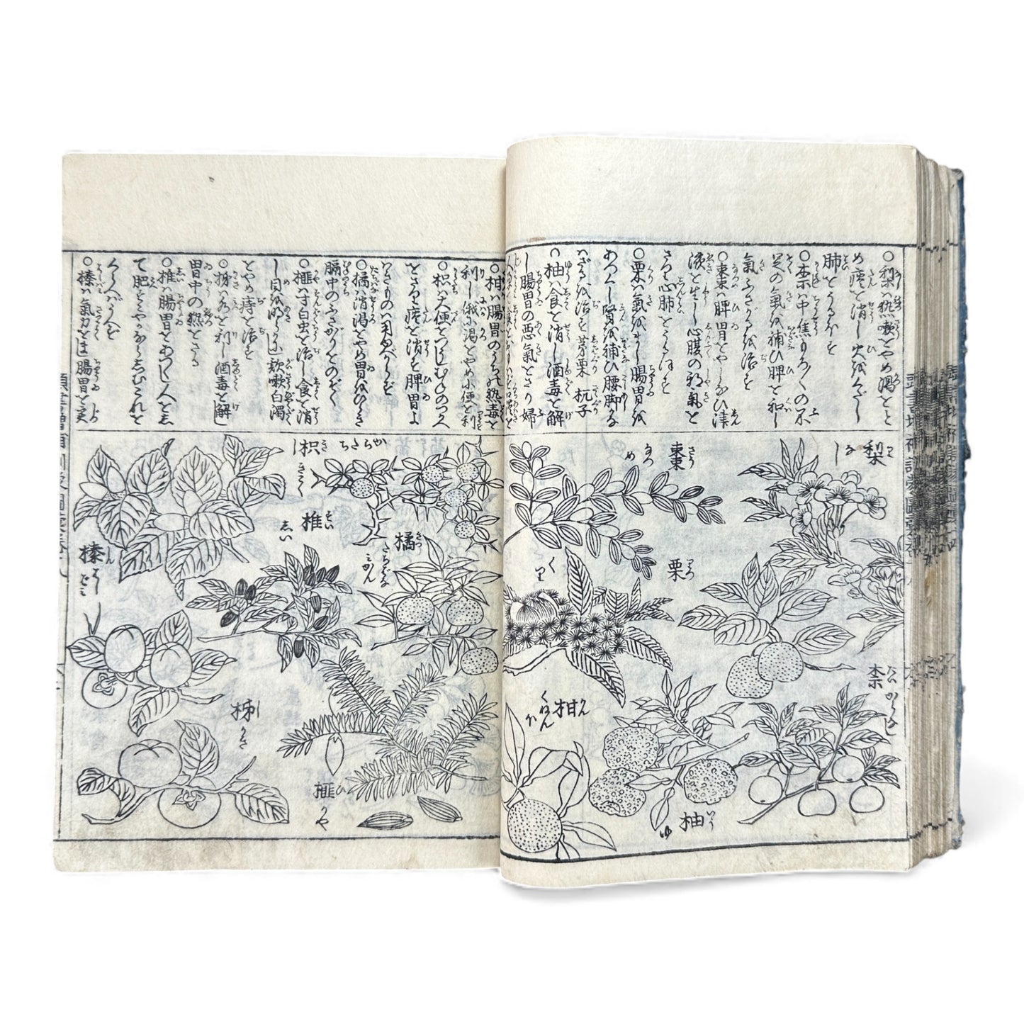 訓蒙図彙大成｜Edo Multi-Volume Illustrated Natural History Encyclopedia｜Rare Japanese Woodblock Book 和本 - B122