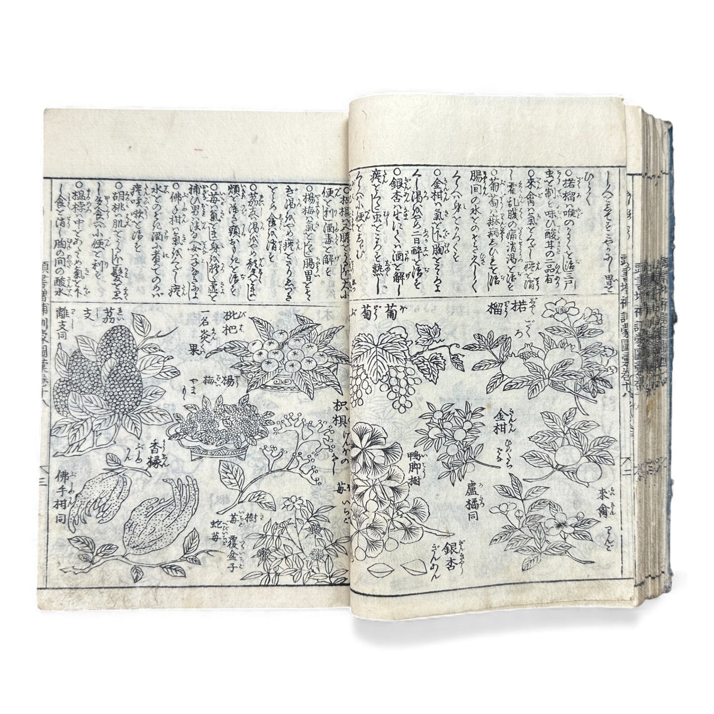 訓蒙図彙大成｜Edo Multi-Volume Illustrated Natural History Encyclopedia｜Rare Japanese Woodblock Book 和本 - B122