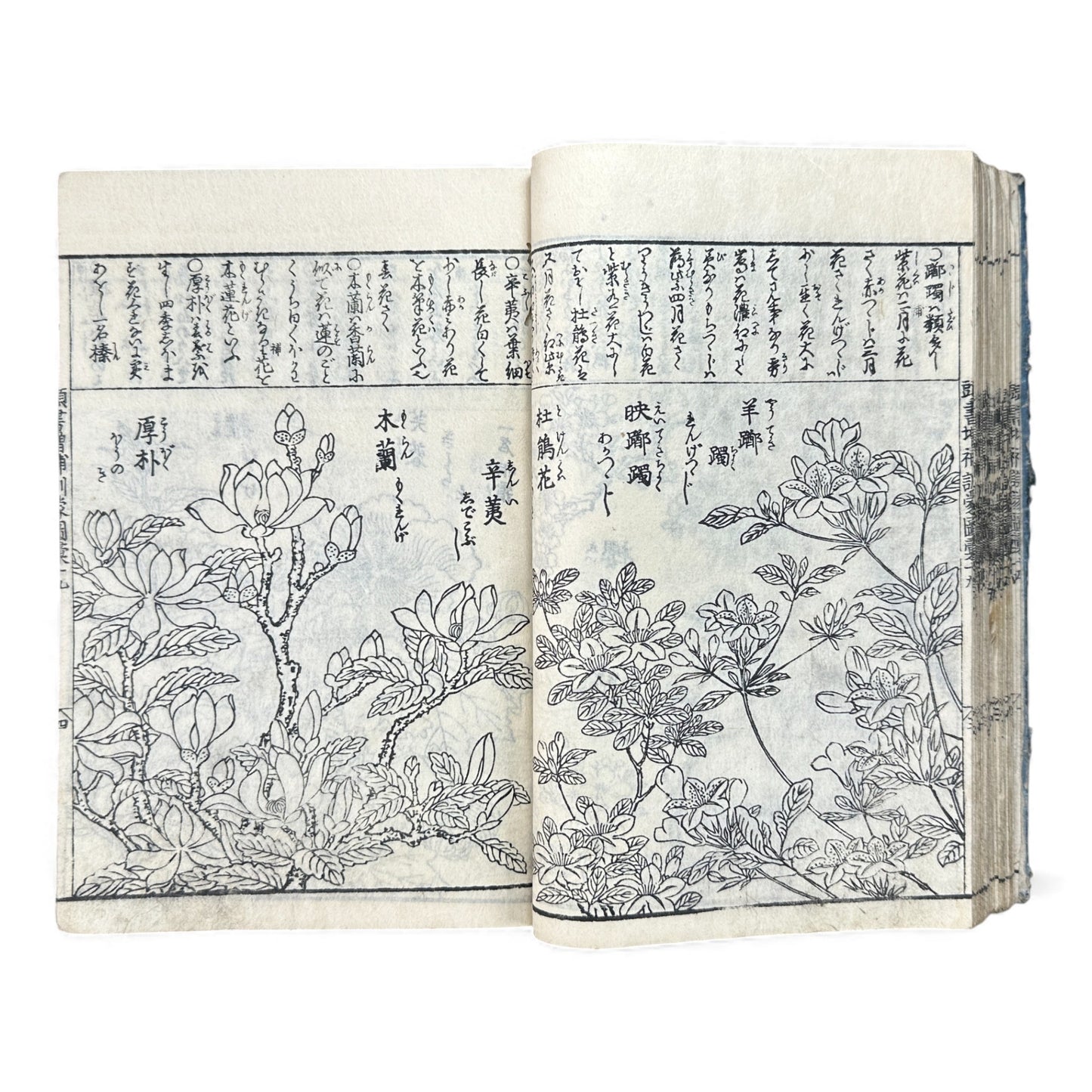 訓蒙図彙大成｜Edo Multi-Volume Illustrated Natural History Encyclopedia｜Rare Japanese Woodblock Book 和本 - B122