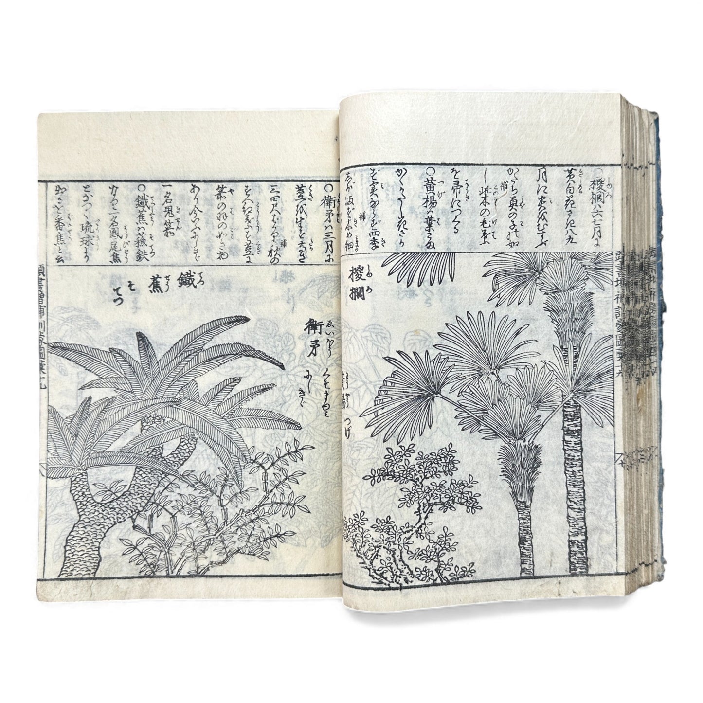 訓蒙図彙大成｜Edo Multi-Volume Illustrated Natural History Encyclopedia｜Rare Japanese Woodblock Book 和本 - B122