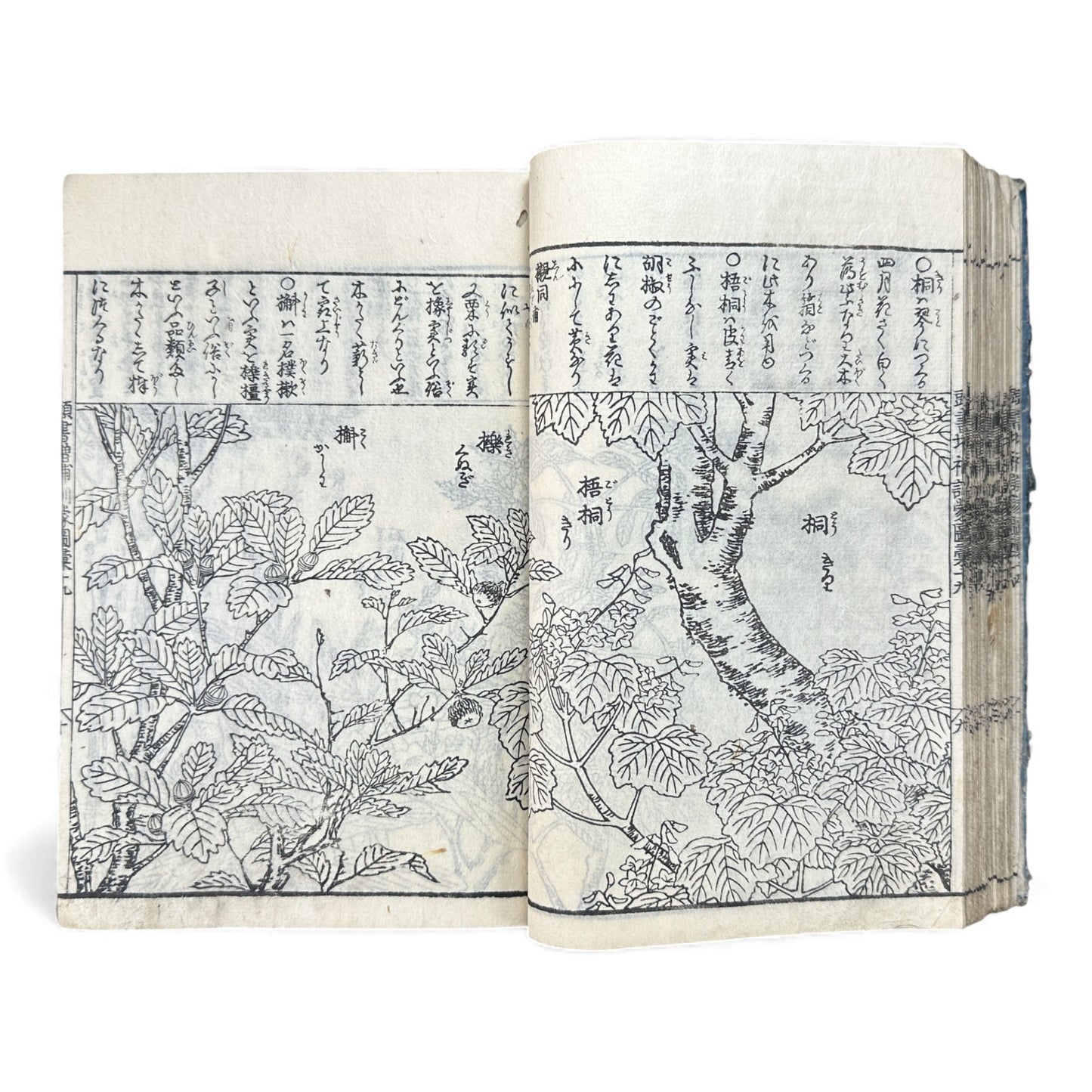 訓蒙図彙大成｜Edo Multi-Volume Illustrated Natural History Encyclopedia｜Rare Japanese Woodblock Book 和本 - B122