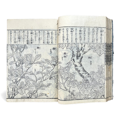 訓蒙図彙大成｜Edo Multi-Volume Illustrated Natural History Encyclopedia｜Rare Japanese Woodblock Book 和本 - B122
