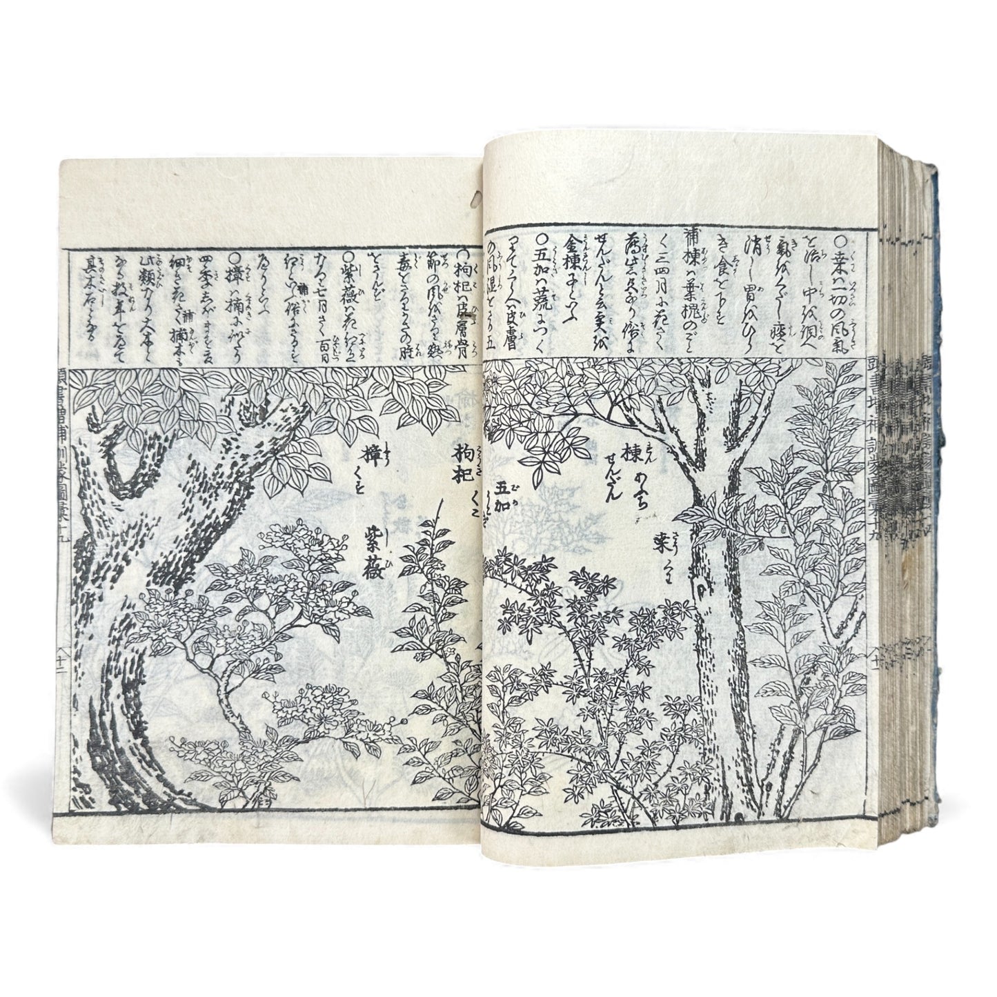 訓蒙図彙大成｜Edo Multi-Volume Illustrated Natural History Encyclopedia｜Rare Japanese Woodblock Book 和本 - B122