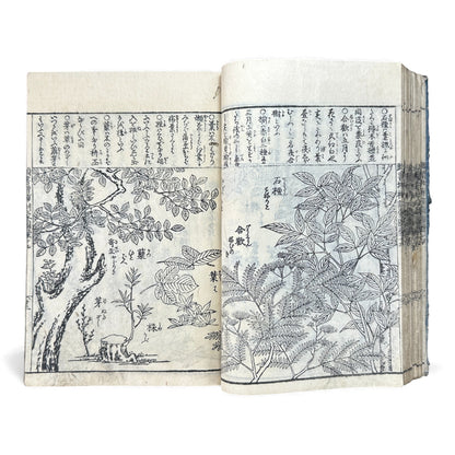 訓蒙図彙大成｜Edo Multi-Volume Illustrated Natural History Encyclopedia｜Rare Japanese Woodblock Book 和本 - B122