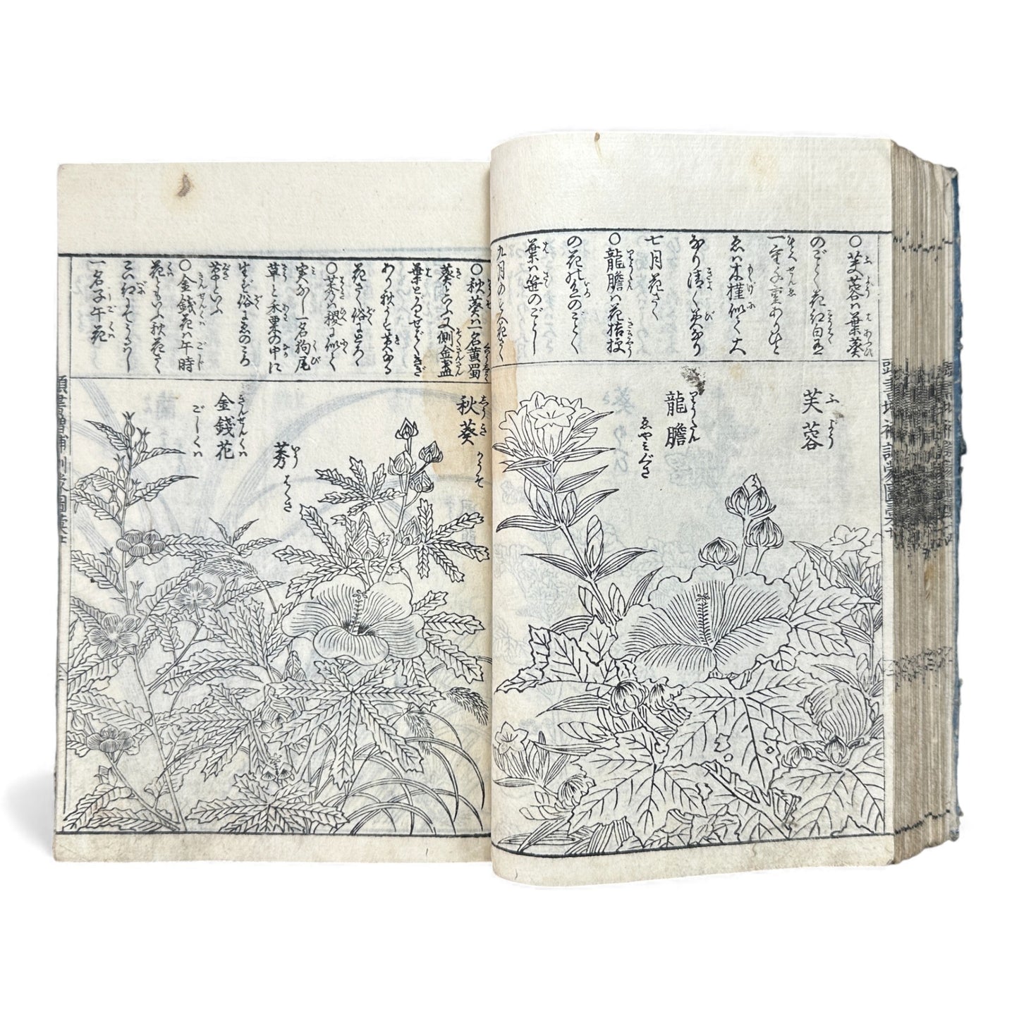 訓蒙図彙大成｜Edo Multi-Volume Illustrated Natural History Encyclopedia｜Rare Japanese Woodblock Book 和本 - B122