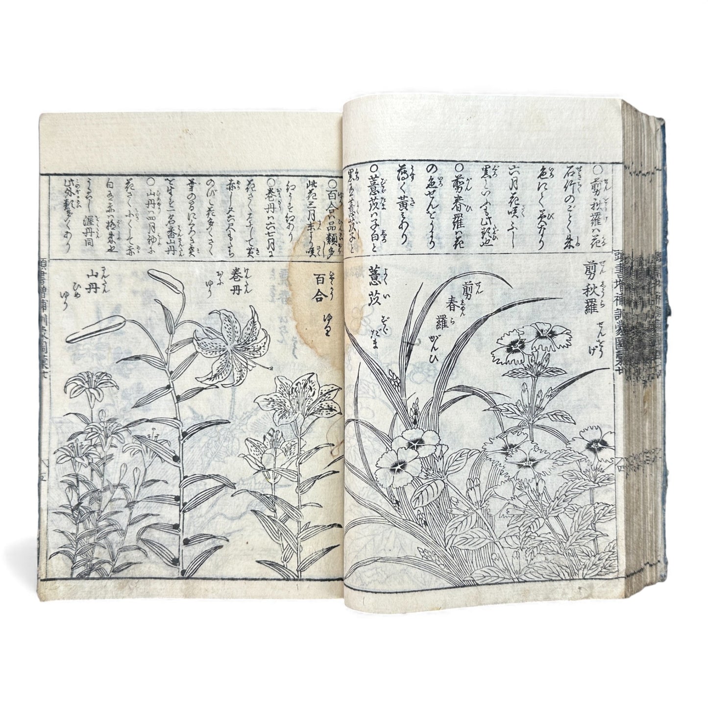 訓蒙図彙大成｜Edo Multi-Volume Illustrated Natural History Encyclopedia｜Rare Japanese Woodblock Book 和本 - B122