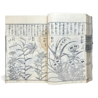 訓蒙図彙大成｜Edo Multi-Volume Illustrated Natural History Encyclopedia｜Rare Japanese Woodblock Book 和本 - B122
