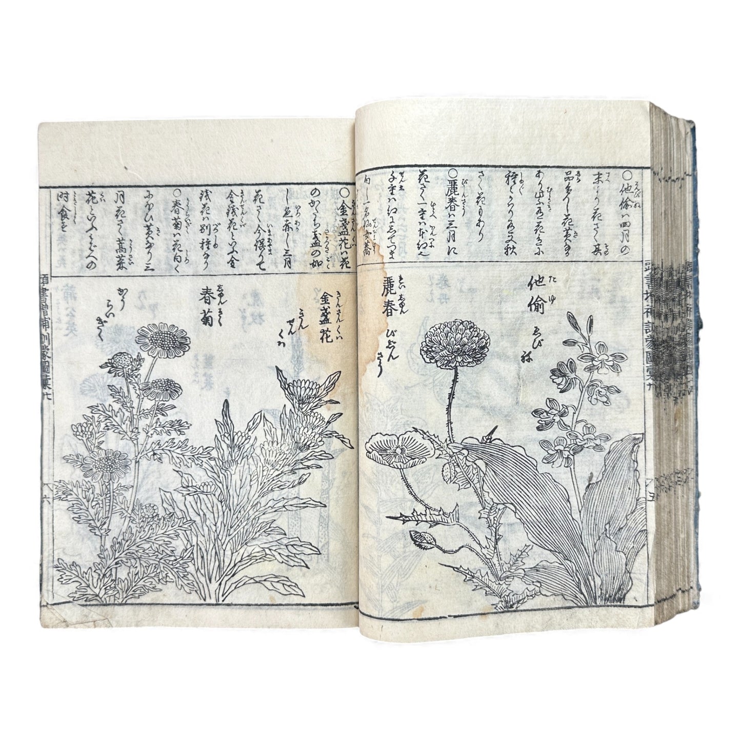 訓蒙図彙大成｜Edo Multi-Volume Illustrated Natural History Encyclopedia｜Rare Japanese Woodblock Book 和本 - B122