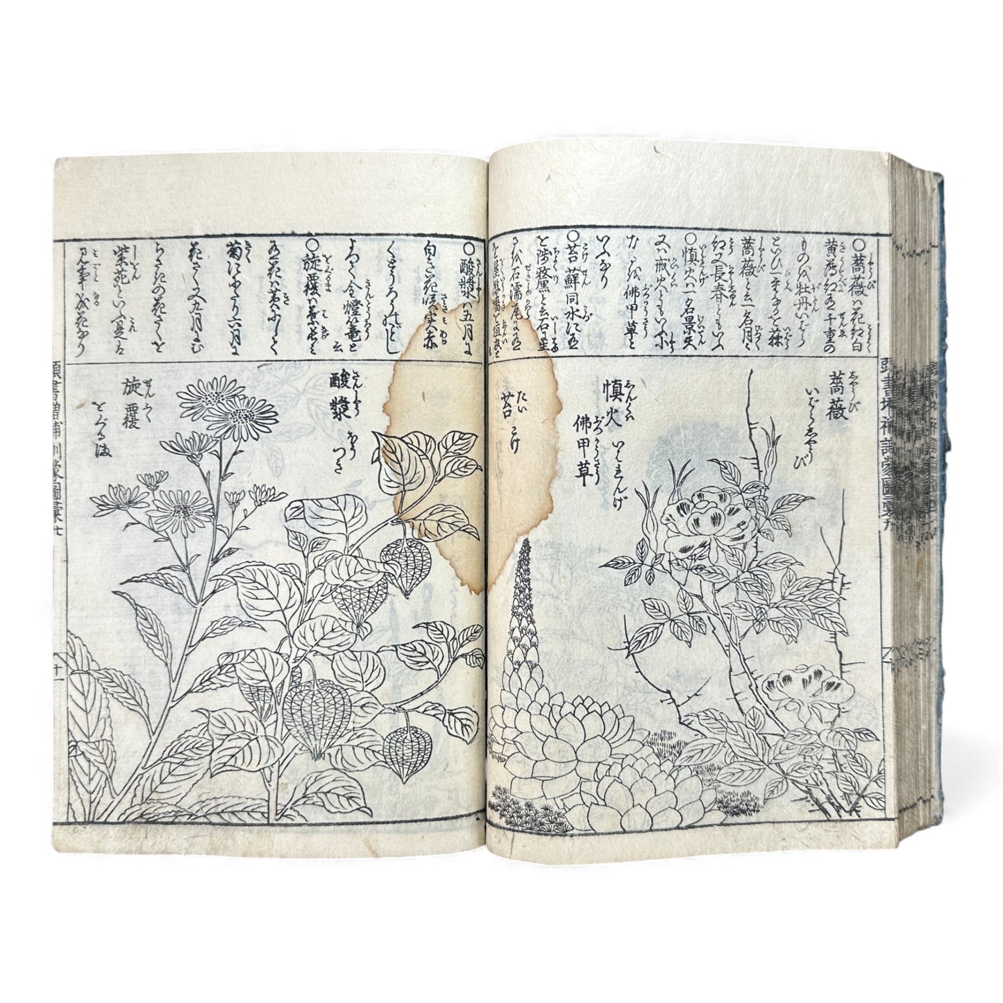 訓蒙図彙大成｜Edo Multi-Volume Illustrated Natural History Encyclopedia｜Rare Japanese Woodblock Book 和本 - B122