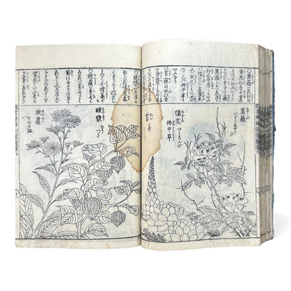 訓蒙図彙大成｜Edo Multi-Volume Illustrated Natural History Encyclopedia｜Rare Japanese Woodblock Book 和本 - B122