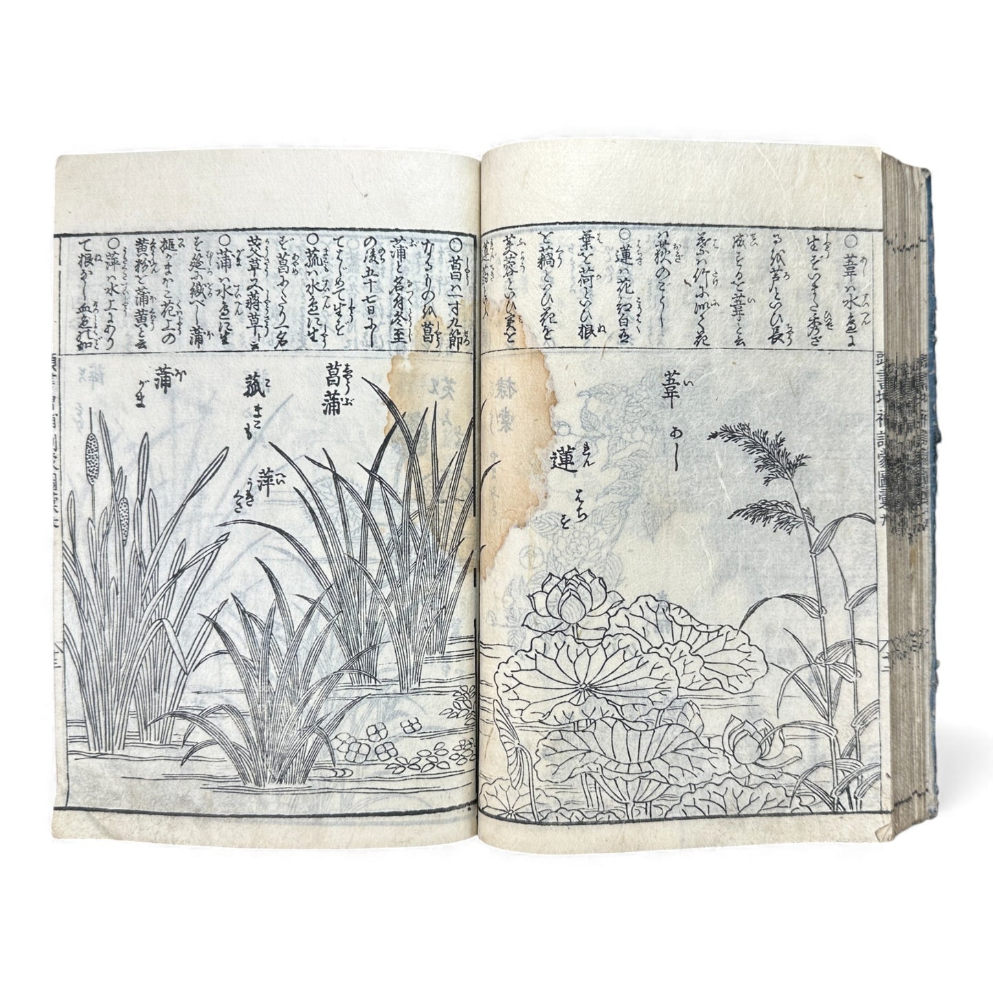 訓蒙図彙大成｜Edo Multi-Volume Illustrated Natural History Encyclopedia｜Rare Japanese Woodblock Book 和本 - B122