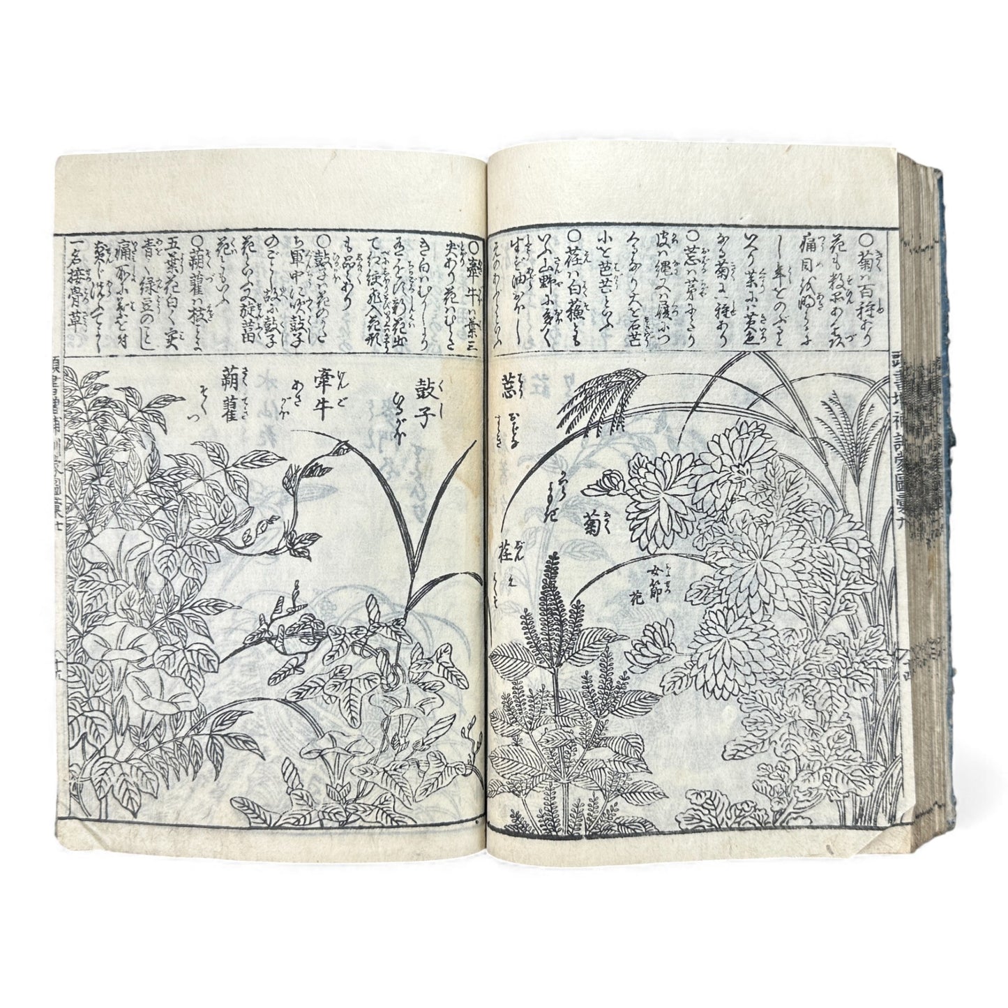 訓蒙図彙大成｜Edo Multi-Volume Illustrated Natural History Encyclopedia｜Rare Japanese Woodblock Book 和本 - B122