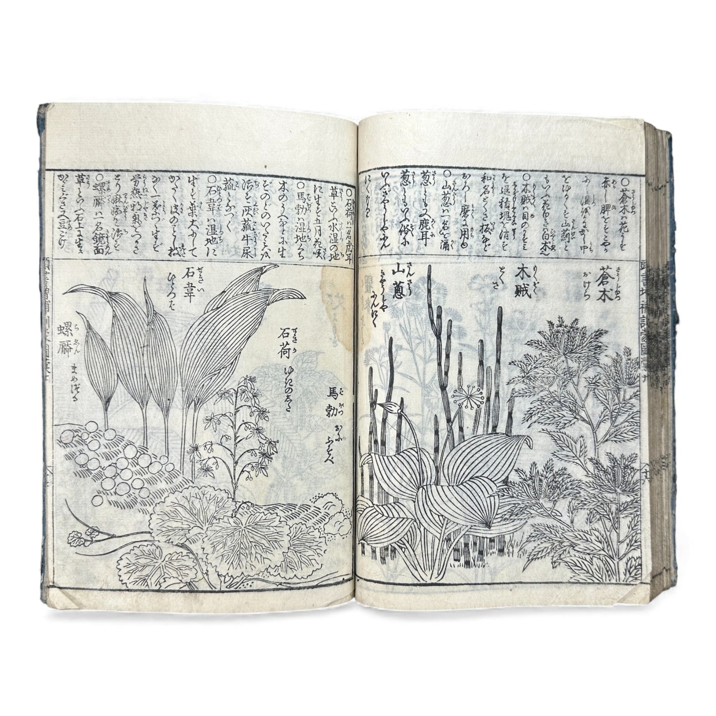 訓蒙図彙大成｜Edo Multi-Volume Illustrated Natural History Encyclopedia｜Rare Japanese Woodblock Book 和本 - B122